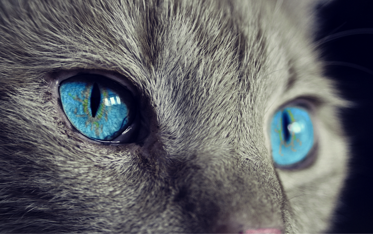 Pour chats