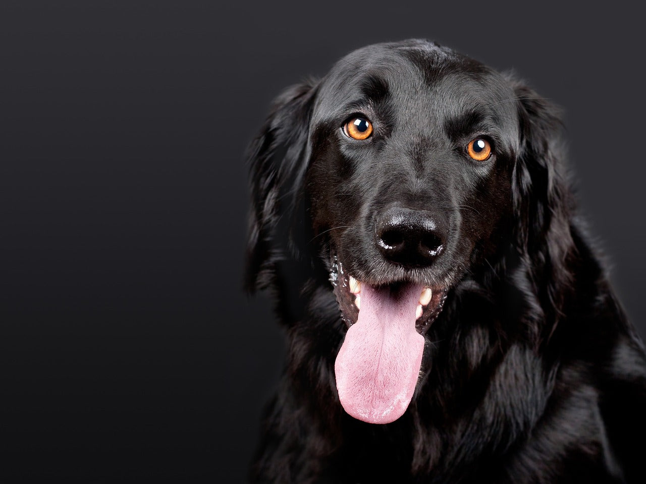 Pour chiens